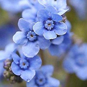 Hundetunge, Kinesisk, <br>Kinesisk forglemmigej <br>'Firmament' <br><i>Cynoglossum amabile</i>