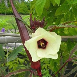 Okra <br>'Red Burgundy' <br><i>Abelmoschus esculentus</i>