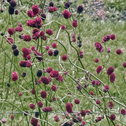 Kvsurt, <br>Lge- <br><i>Sanguisorba officinalis </i>
