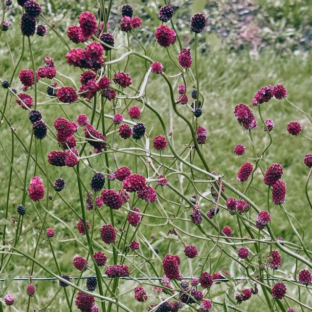 Kvsurt, <br>Lge- <br><i>Sanguisorba officinalis </i>