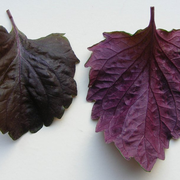 Perilla, Shiso <br>'Red' <br><i>Perilla frutescens</i>
