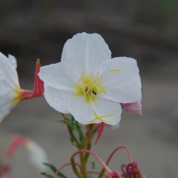 Natlys <br>'Innocent White' <br><i>Oenothera pallida</i>