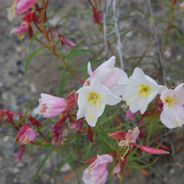 Natlys <br>'Innocent White' <br><i>Oenothera pallida</i>