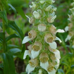 Fingerbl, <br>Uldhret <br><i>Digitalis lanata</i>