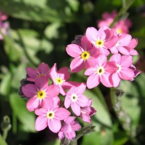 Forglemmigej, <br>Skov- <br>'Victoria Rose'<br><i>Myosotis sylvatica</i><br>