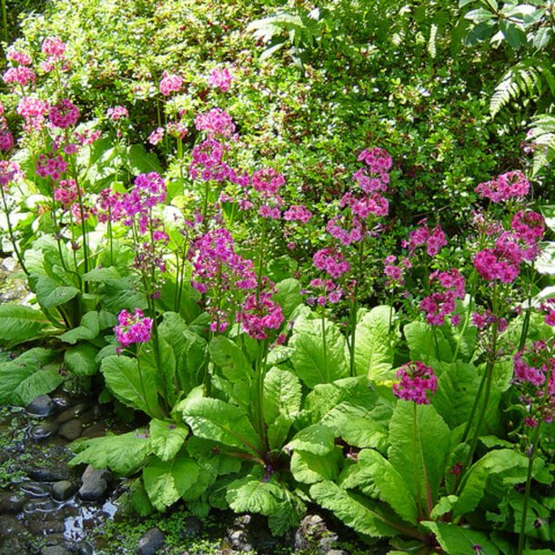 Primula, Japansk<br>'Miller's Crimson'<br><i>Primula japonica</i>