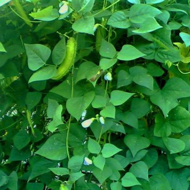 Goabnne, stjernebnne <br><i>Psophocarpus tetragonolobus</i>