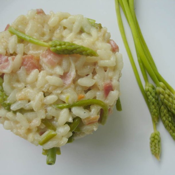 Asparges, Vild - <br>Pyrenisk fuglemlk<br><i>Ornithogalum pyrenaicum</i>