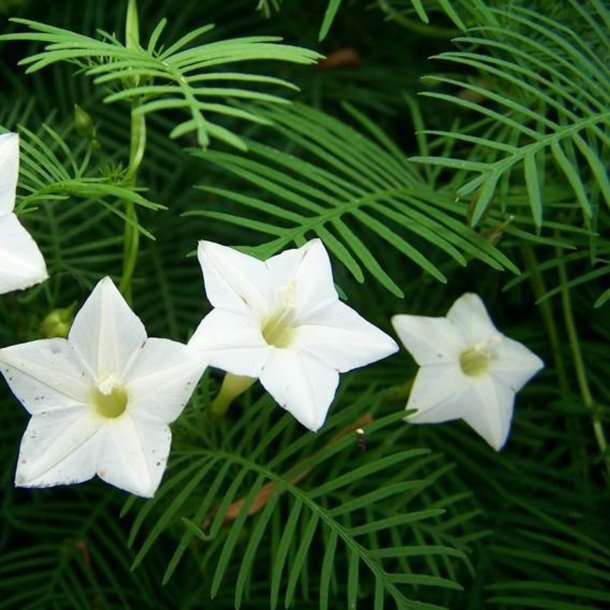 Snerle, Fjer- <br>'Feather White' <br><i>Ipomoea quamoclit</i>