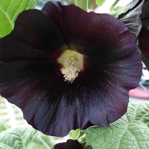 Stokrose <br>'Nigra' <br><i>Alcea rosea</i>