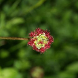 Natureng, <br>vilde blomster <br>og grsser