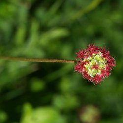 Bibernelle <br><i>Sanguisorba minor</i><br><br>