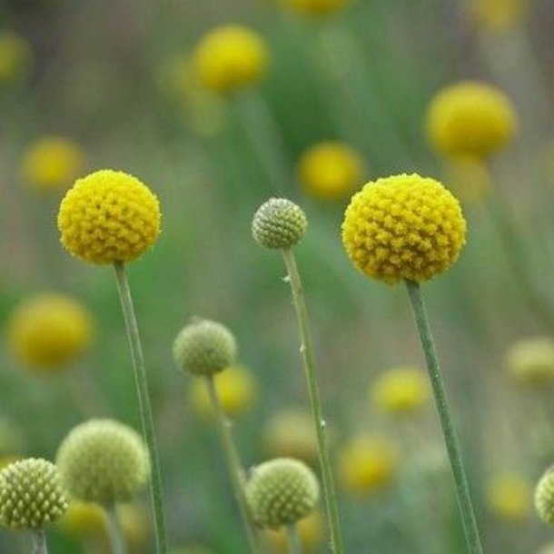 Drumsticks <br><i>Craspedia globosa</i><br><br>