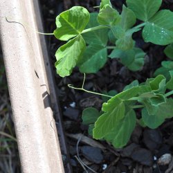 rt, Sukker- <br>'Oregon' <br><i>Pisum sativum var. macrocarpon</i>