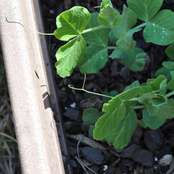 rt, Sukker- <br>'Oregon' <br><i>Pisum sativum var. macrocarpon</i>