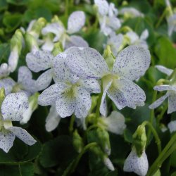 Viol, Pinse- <br>'Freckles' <br><i>Viola sororia </i>