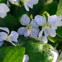 Viol, Pinse- <br>'Freckles' <br><i>Viola sororia </i>