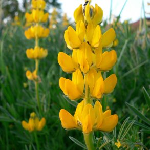 Lupin, <br>gul <br><i>Lupinus luteus</i>