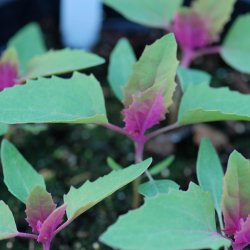 Trspinat <br><i>Chenopodium <br>giganteum</i>