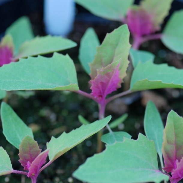 Trspinat <br><i>Chenopodium <br>giganteum</i>