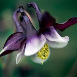 Akeleje <br>'William Guinness'<br><i>Aquilegia vulgaris </i>