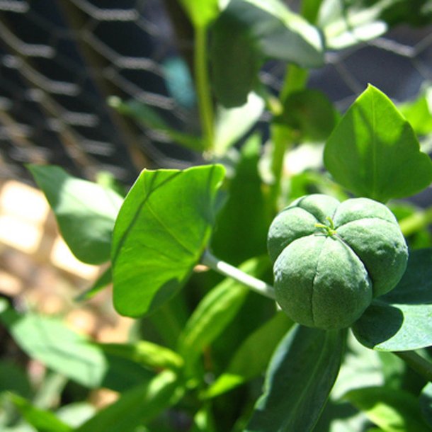 Vortemlk, Kors-<br>'Muldvarpeplante'<br><i>Euphorbia lathyris </i>