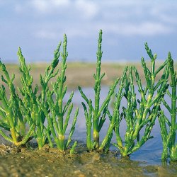 Kveller, <br>salturt<br><i>Salicornia europaea</i><br>