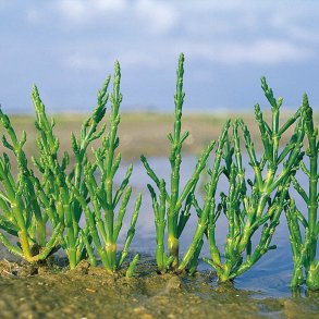 Kveller, <br>salturt<br><i>Salicornia europaea</i><br>