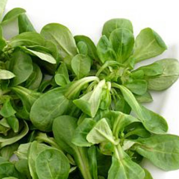 Feldsalat, <br>vrsalat <br><i> Valerianella locusta</i>