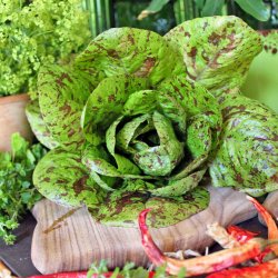 Salat, Romaine- <br>'Forellenschluss'<br><i>Lactuca sativa L. <br>var. longifolia</i>