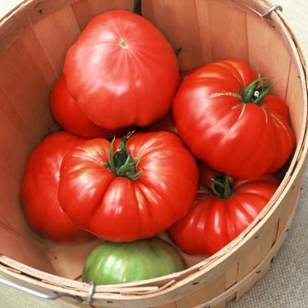 Tomat <br>'Beefsteak' <br><i>Lycopersicon esculentum</i>