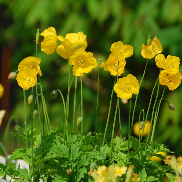 Valmue, Skov-, <br>Valmuesster <br><i>Meconopsis cambrica</i>