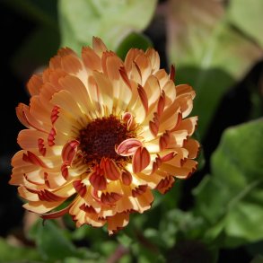 Morgenfrue 'Bronzed Beauty' <br><i>Calendula officinalis </i>