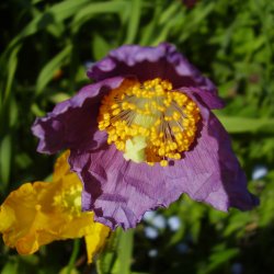 Valmuesster, Tibets - <br>'Hensol Violet' <br><i>Meconopsis baileyi</i>