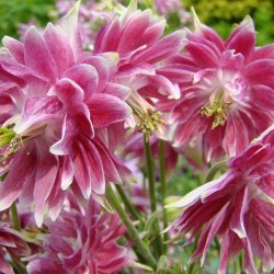 Akeleje <br>'Barlow Nora' <br><i>Aquilegia vulgaris</i>