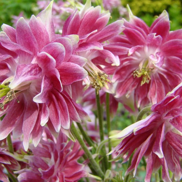 Akeleje <br>'Barlow Nora' <br><i>Aquilegia vulgaris</i>