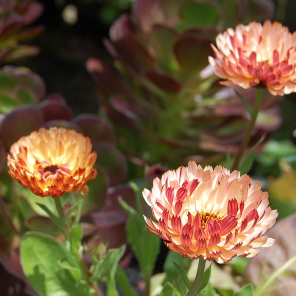 Morgenfrue 'Bronzed Beauty' <br><i>Calendula officinalis </i>