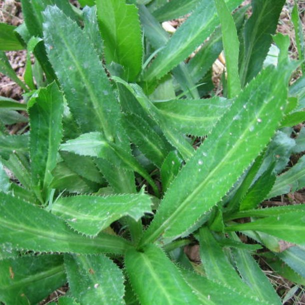 Eryngo, <br>mexikansk koriander<br><i>Eryngium foetidum</i>