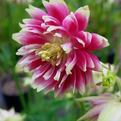 Akeleje <br>'Barlow Nora' <br><i>Aquilegia vulgaris</i>