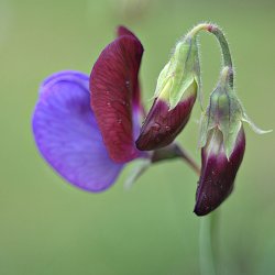 Lathyrus, rteblomst <br>'Matucana' <br><i>Lathyrus odoratus</i>