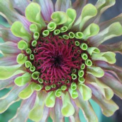 Frkenhat <br>'Queen Red Lime'<br><i>Zinnia elegans </i>