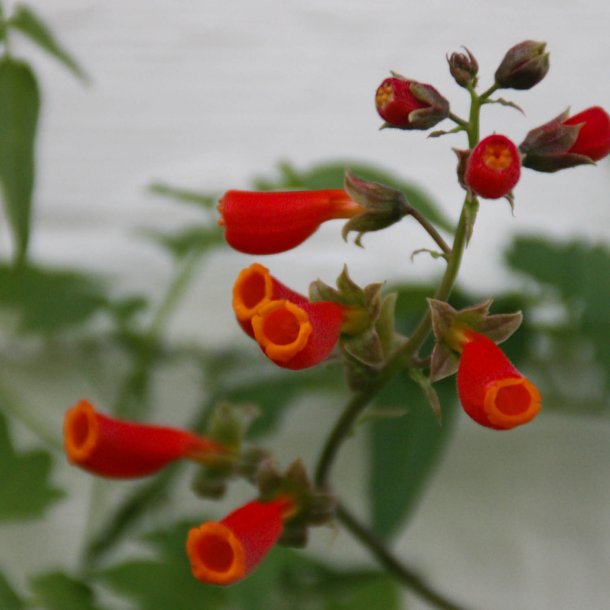 Sknhedsranke <br>'Tresco Mix'<br><i>Eccremocarpus scaber</i>