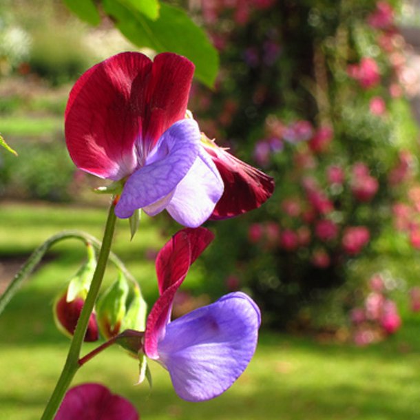 Lathyrus, rteblomst <br>'Matucana' <br><i>Lathyrus odoratus</i>