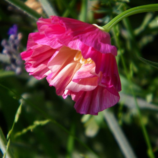 Guldvalmue <br>‘Rose Chiffon’<br><i>Eschscholzia californica</i>