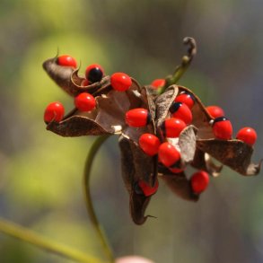 Paternoster-<br>bnne <br><i>Abrus precatorius</i>