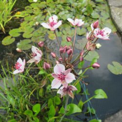 Brudelys <br><i>Butomus umbellatus</i><br><br>