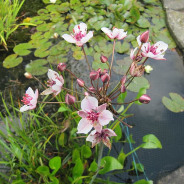 Brudelys <br><i>Butomus umbellatus</i><br><br>