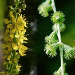 Agermne, <br>Almindelig <br><i>Agrimonia eupatoria</i>