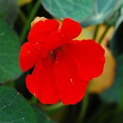 Tallerkensm�kker<br>�Empress of India�<br><i>Tropaeolum majus</i>