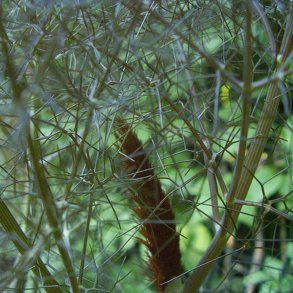 Fennikel, <br>Bronze-  <br>'Smokey' <br><i>Foeniculum vulgare</i>